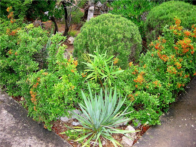 Yucca filamentosa - Cres